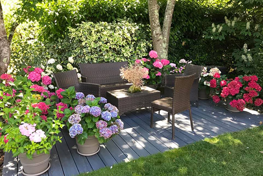 copyright Jardins d'Altona terrasse avec hortensias fleuris